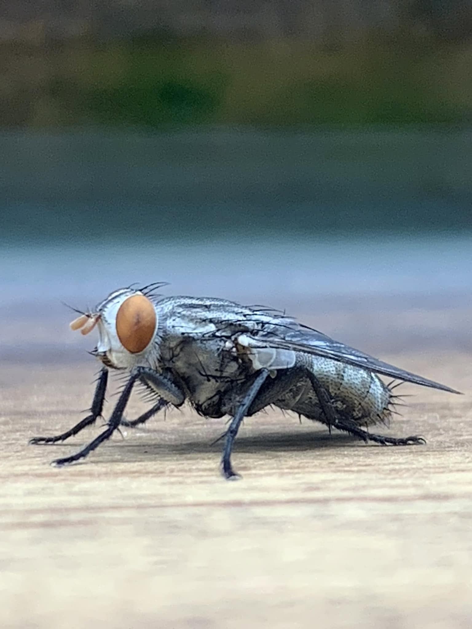Fly Small Wonder